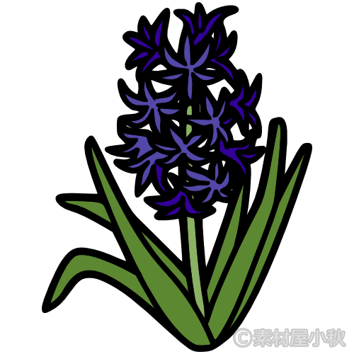 ヒヤシンス（青紫）のイラスト