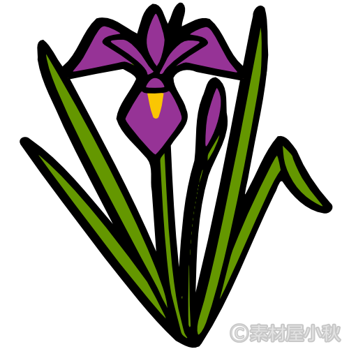菖蒲（紫）のイラスト