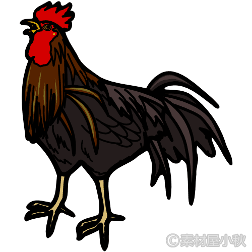 かっこいい鶏（黒）